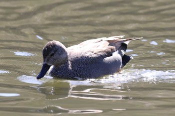 Gadwall Akashi Park Sun, 3/3/2024