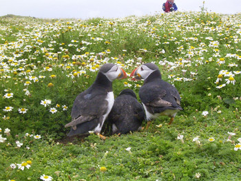 Atlantic Puffin Skomer Island Tue, 7/22/2003