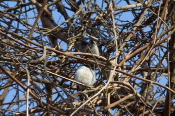 Marsh Tit Unknown Spots Sat, 4/6/2024