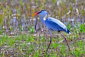 Grey Heron 浮島ヶ原 Wed, 3/27/2024