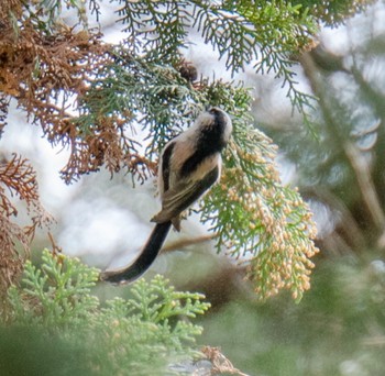 Long-tailed Tit 滋賀県米原市 Fri, 4/5/2024