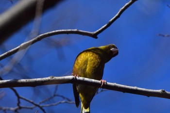 Grey-capped Greenfinch Nagahama Park Fri, 3/29/2024