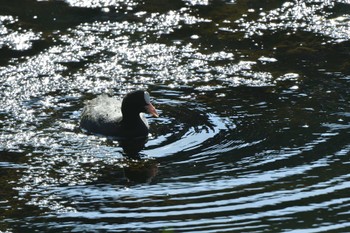 Eurasian Coot Nagahama Park Fri, 3/29/2024