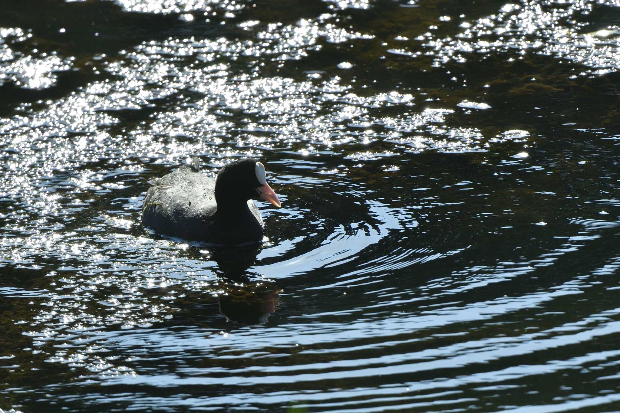 長浜公園 オオバンの写真 by やなさん