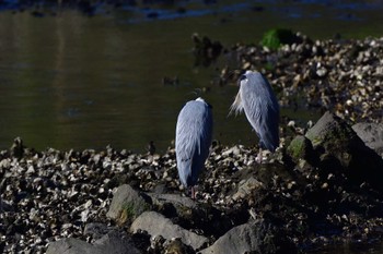 Grey Heron Nagahama Park Fri, 3/29/2024