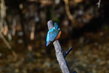 Common Kingfisher Nagahama Park Fri, 3/29/2024