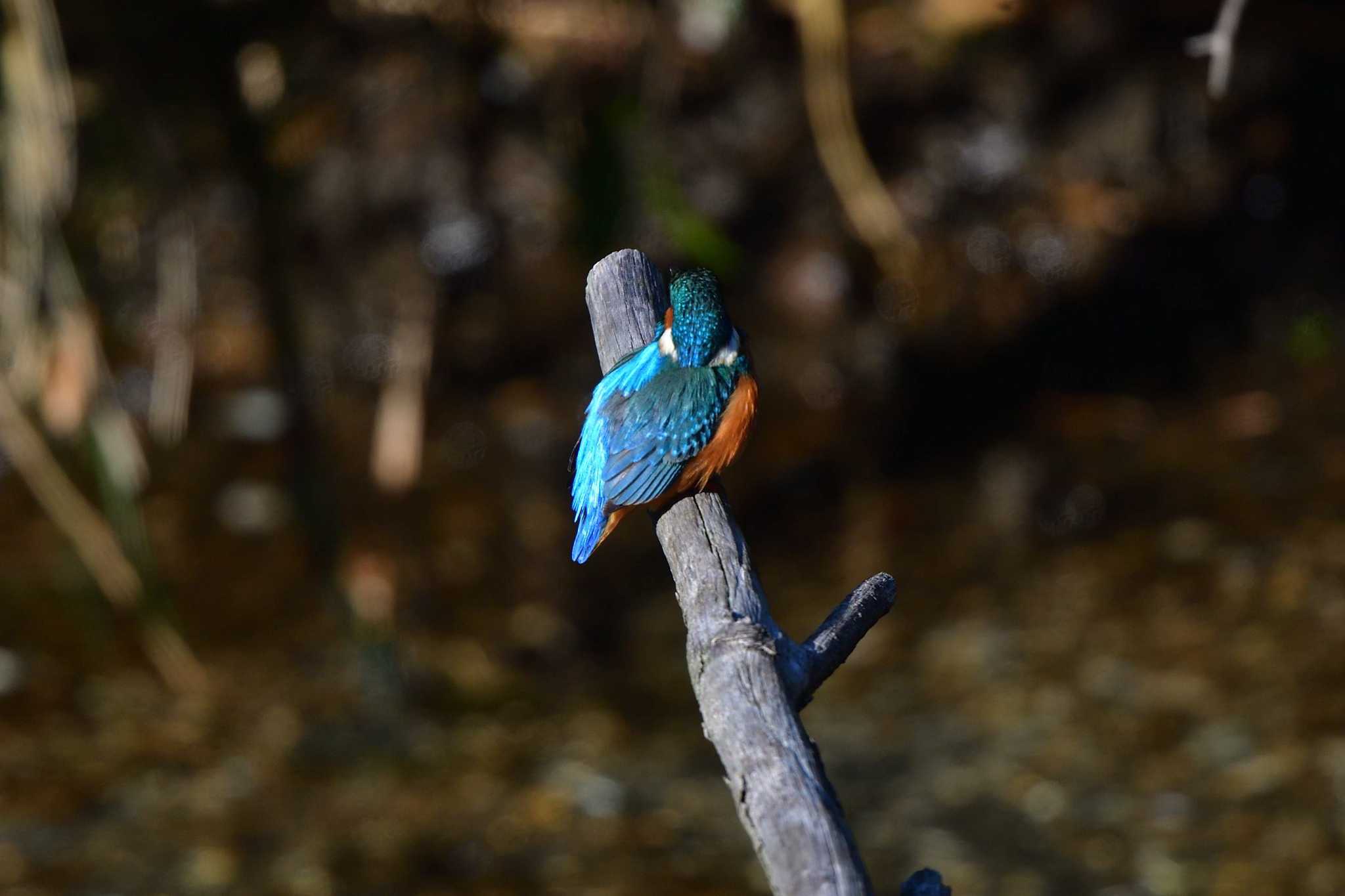 Photo of Common Kingfisher at Nagahama Park by やなさん