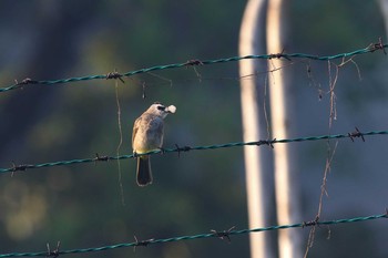 メグロヒヨドリ Sungei Buloh Wetland Reserve 2017年10月7日(土)