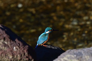 Common Kingfisher Nagahama Park Fri, 3/29/2024