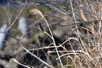 Common Kingfisher Nagahama Park Fri, 3/29/2024