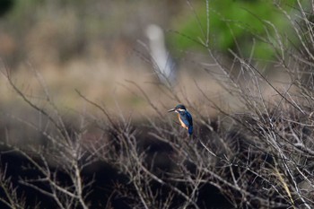 Common Kingfisher Nagahama Park Fri, 3/29/2024