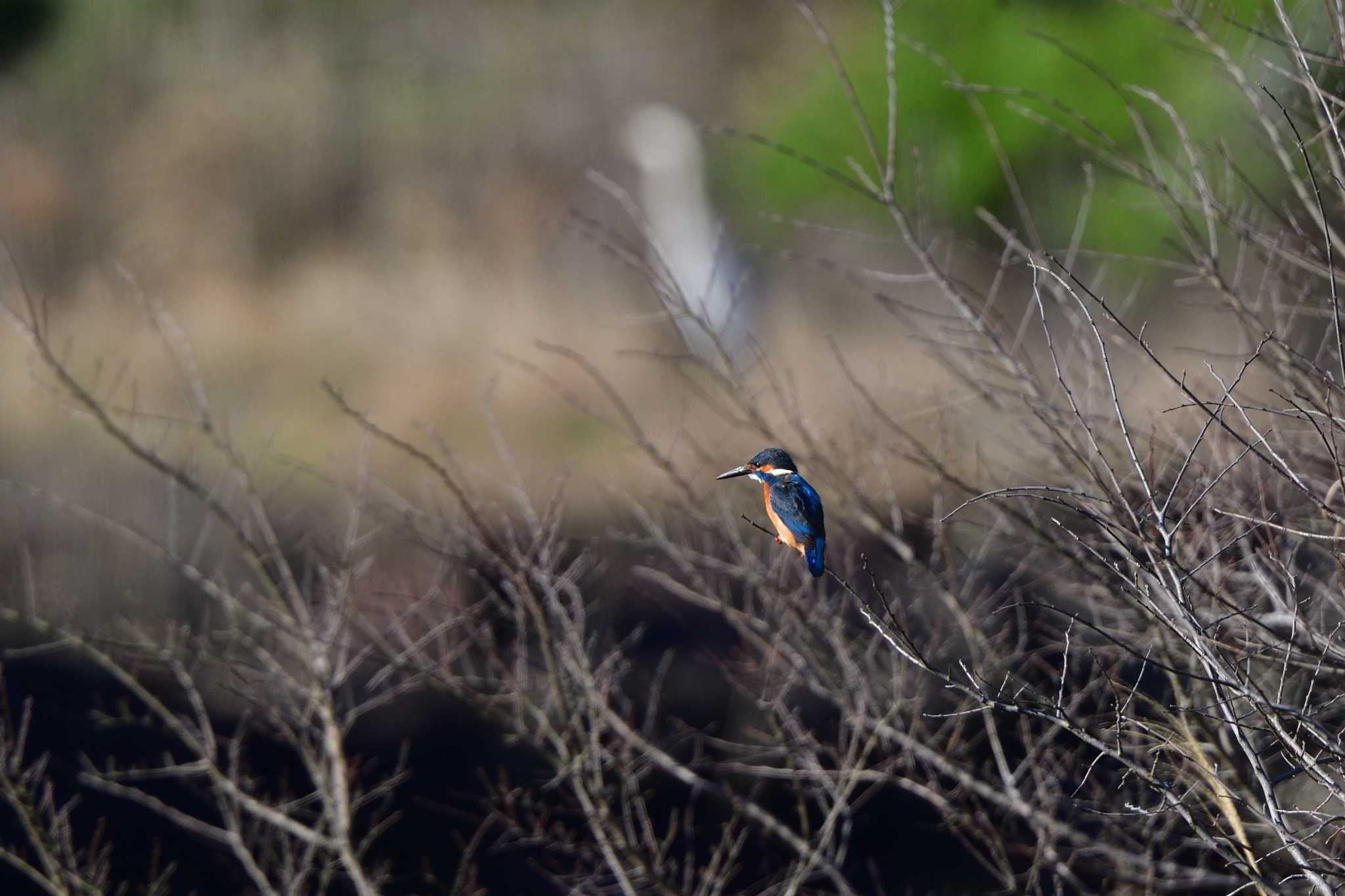 Photo of Common Kingfisher at Nagahama Park by やなさん