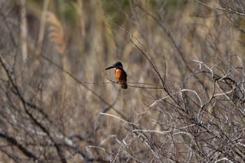 Common Kingfisher Nagahama Park Fri, 3/29/2024