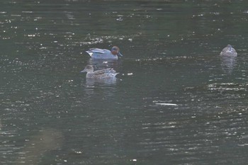 コガモ 長浜公園 2024年3月29日(金)