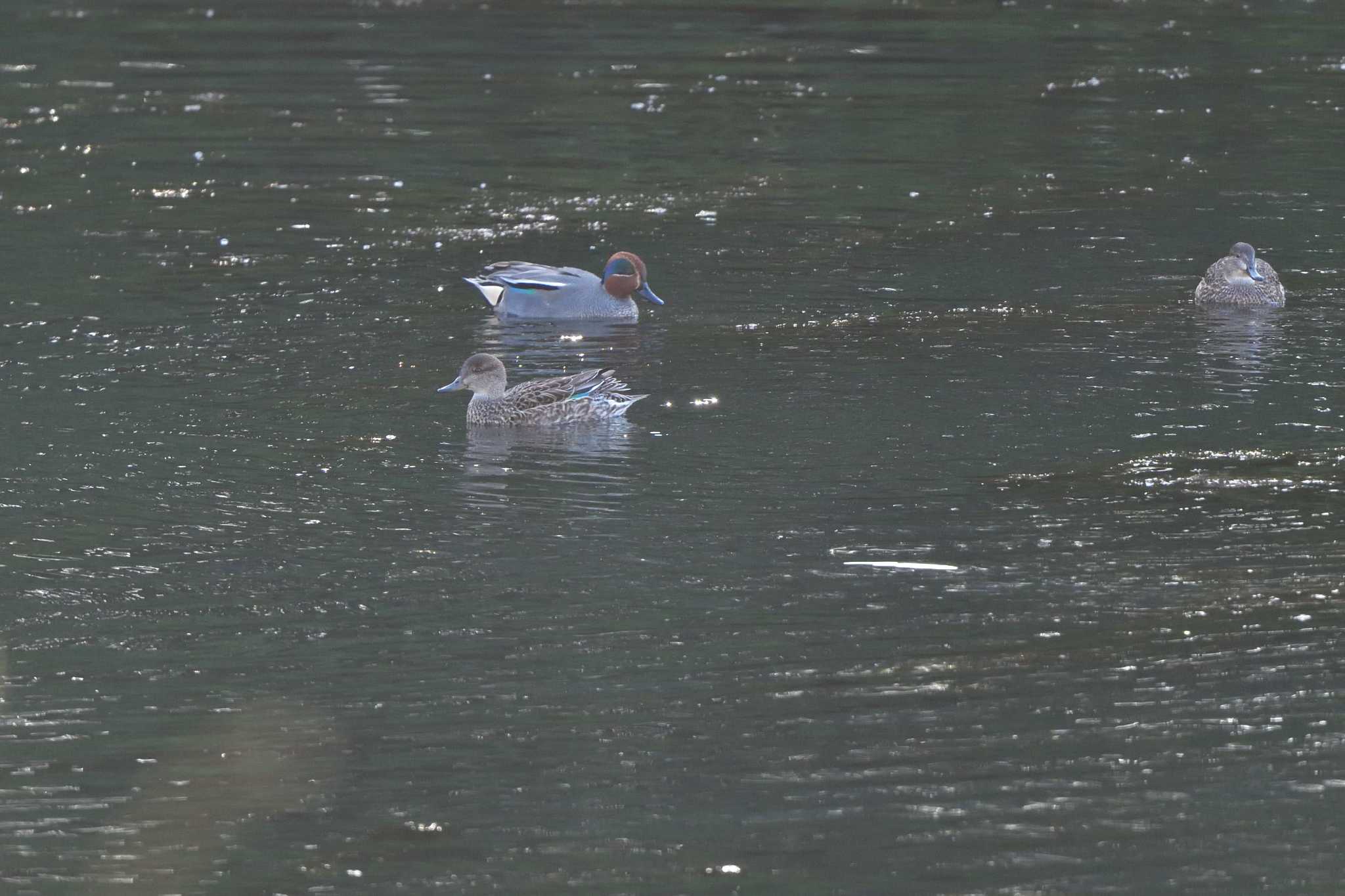 Photo of Eurasian Teal at Nagahama Park by やなさん