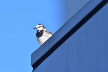 White Wagtail Nagahama Park Fri, 3/29/2024