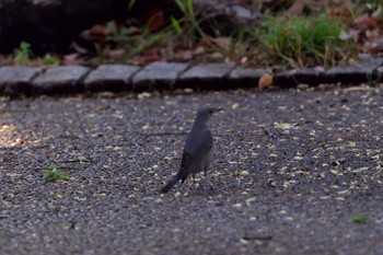 Blue Rock Thrush Nagahama Park Fri, 3/29/2024