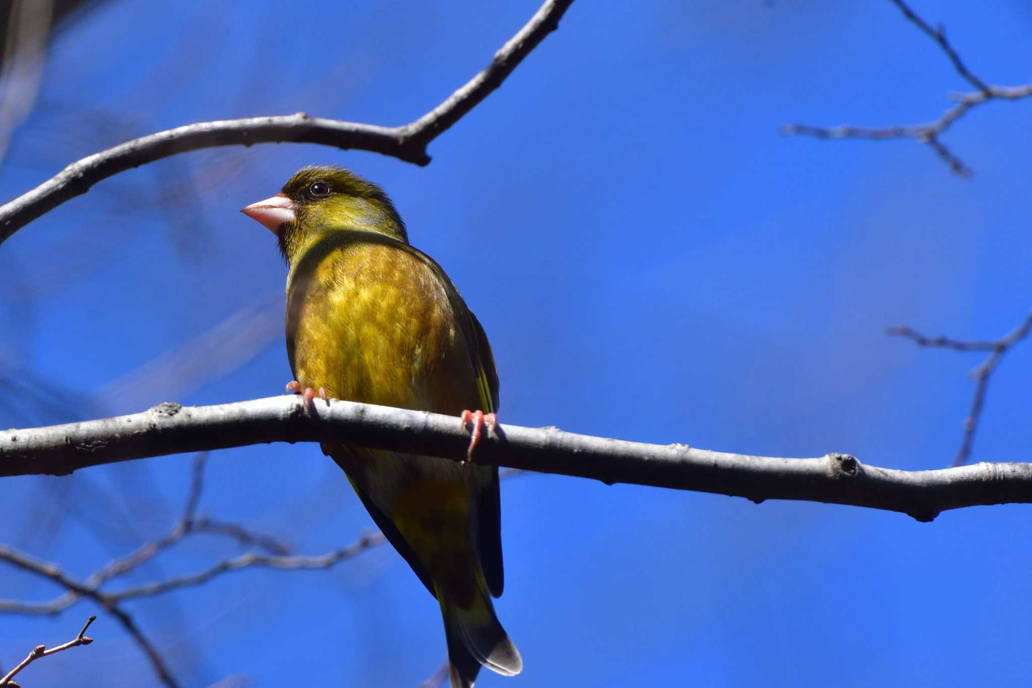 Photo of Grey-capped Greenfinch at Nagahama Park by やなさん