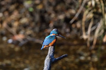 カワセミ 長浜公園 2024年3月29日(金)