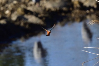 カワセミ 長浜公園 2024年3月29日(金)