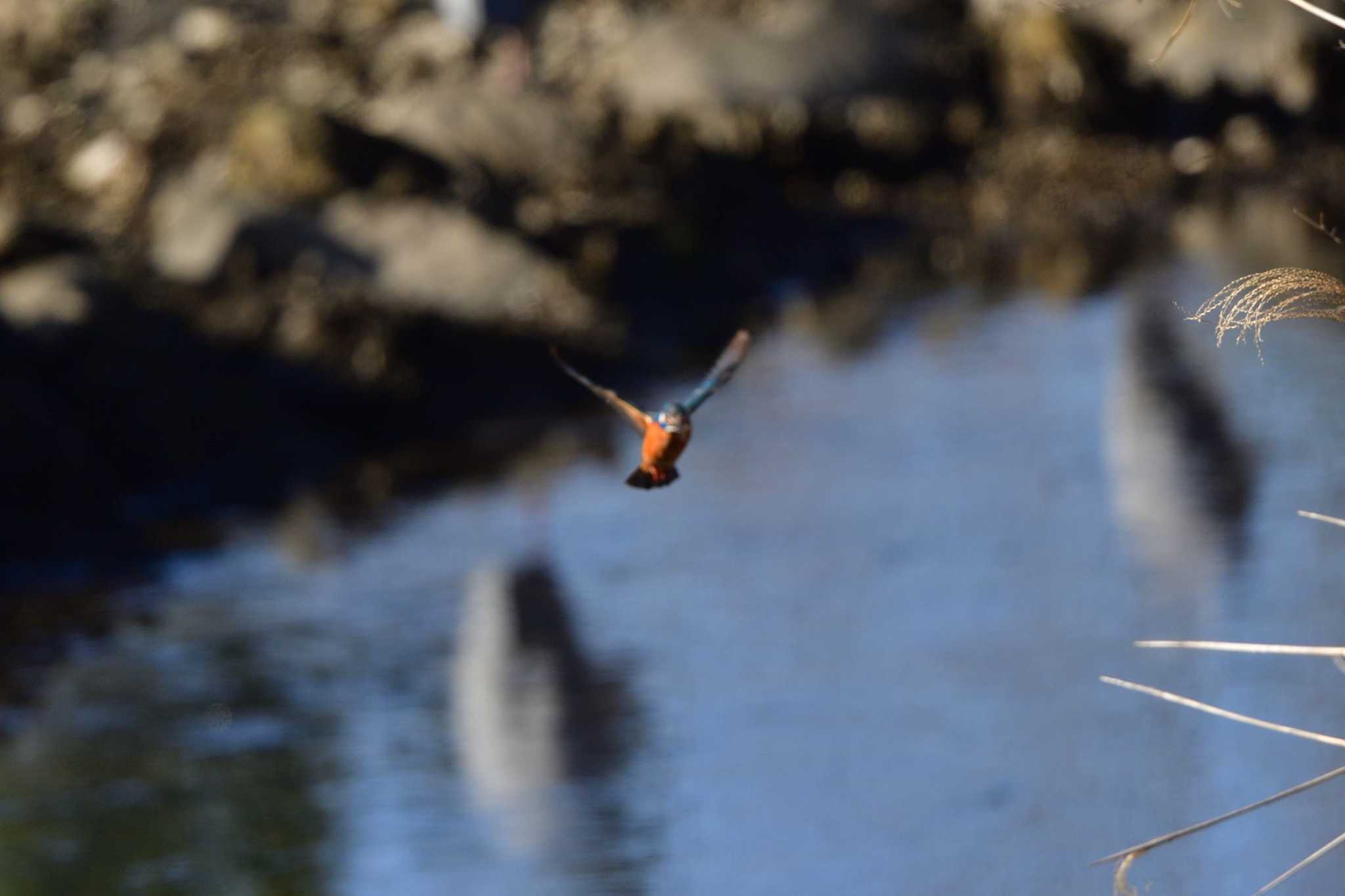 Photo of Common Kingfisher at Nagahama Park by やなさん