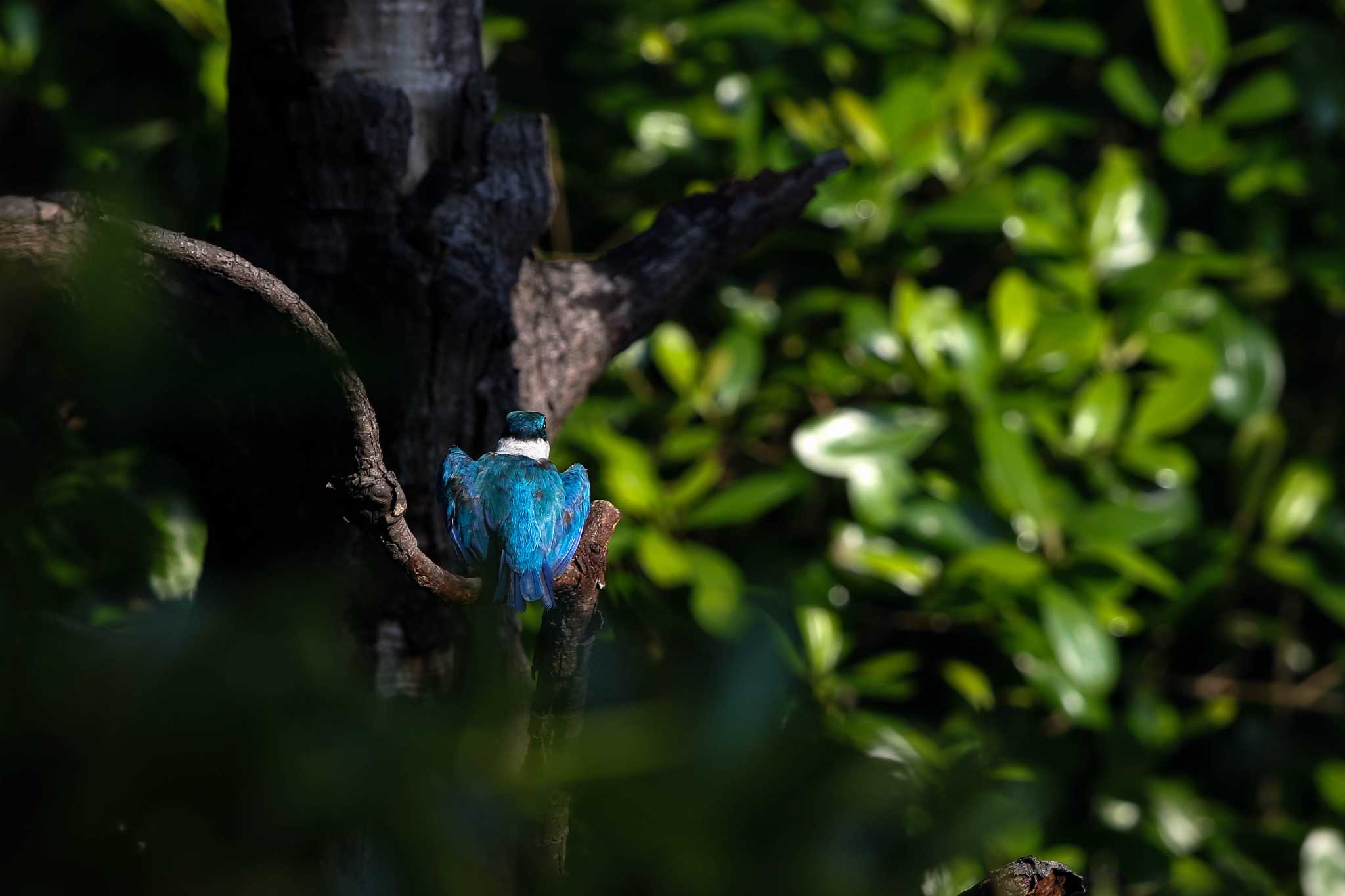 Photo of Collared Kingfisher at Sungei Buloh Wetland Reserve by Trio