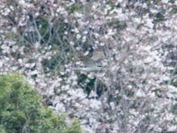 オオタカ 葛西臨海公園 2024年4月6日(土)