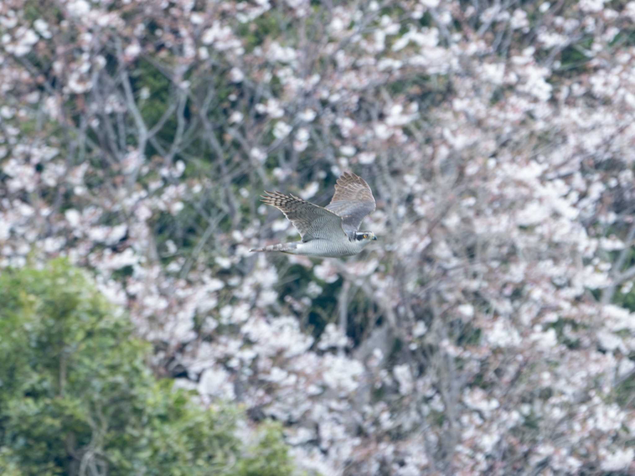 Photo of Eurasian Goshawk at Kasai Rinkai Park by ふなきち