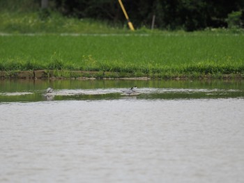 Whiskered Tern Unknown Spots Sat, 4/6/2024