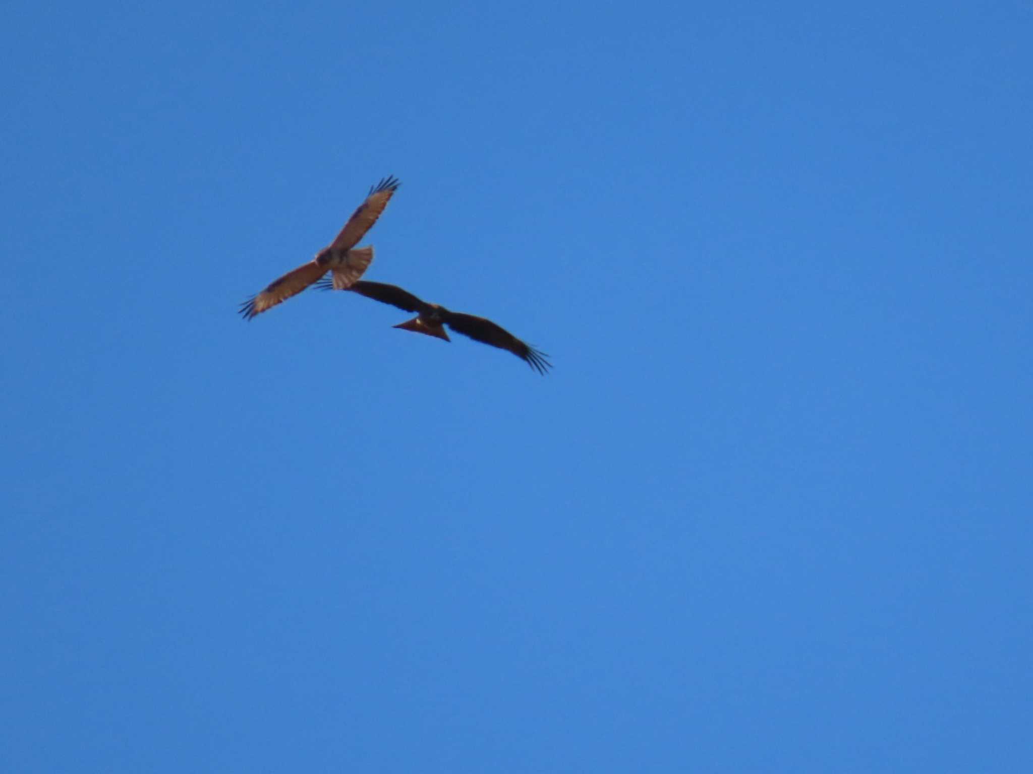 Black Kite