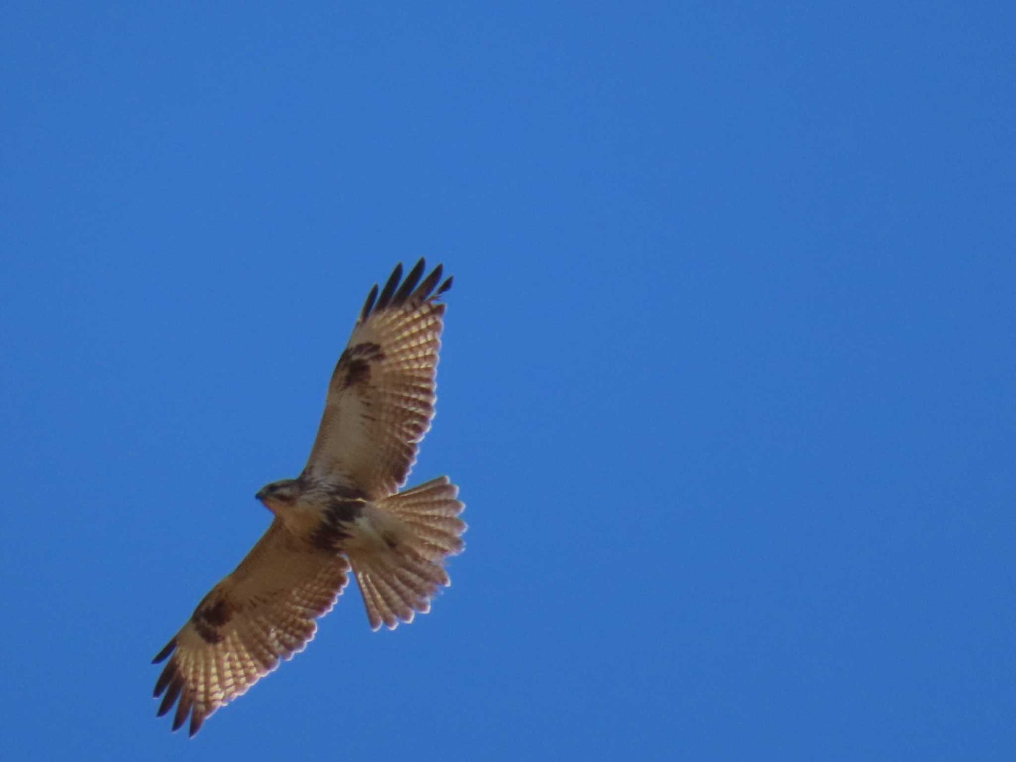 Eastern Buzzard