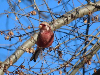 2024年1月5日(金) 渡良瀬遊水地の野鳥観察記録