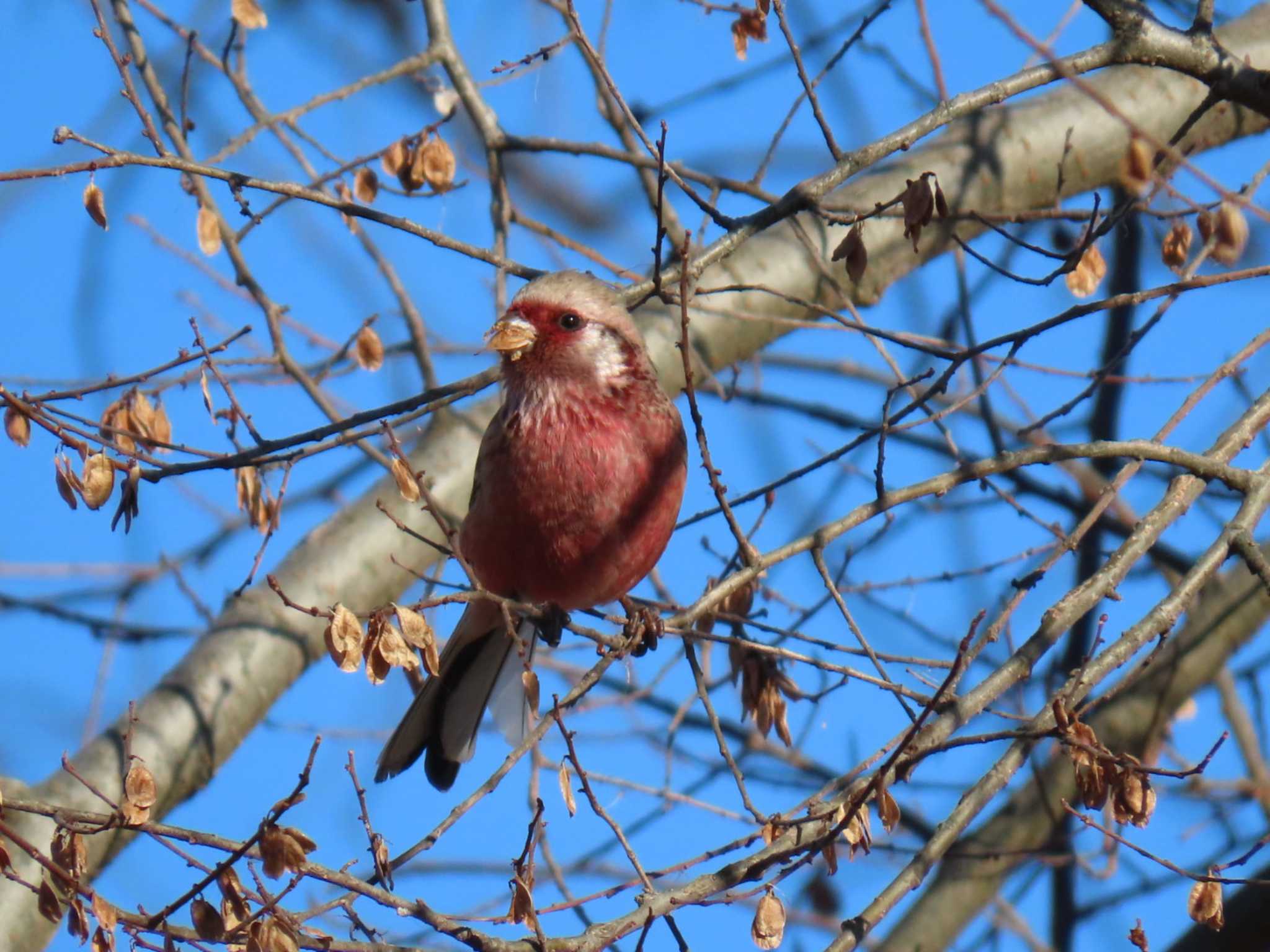 Siberian Long-tailed Rosefinch