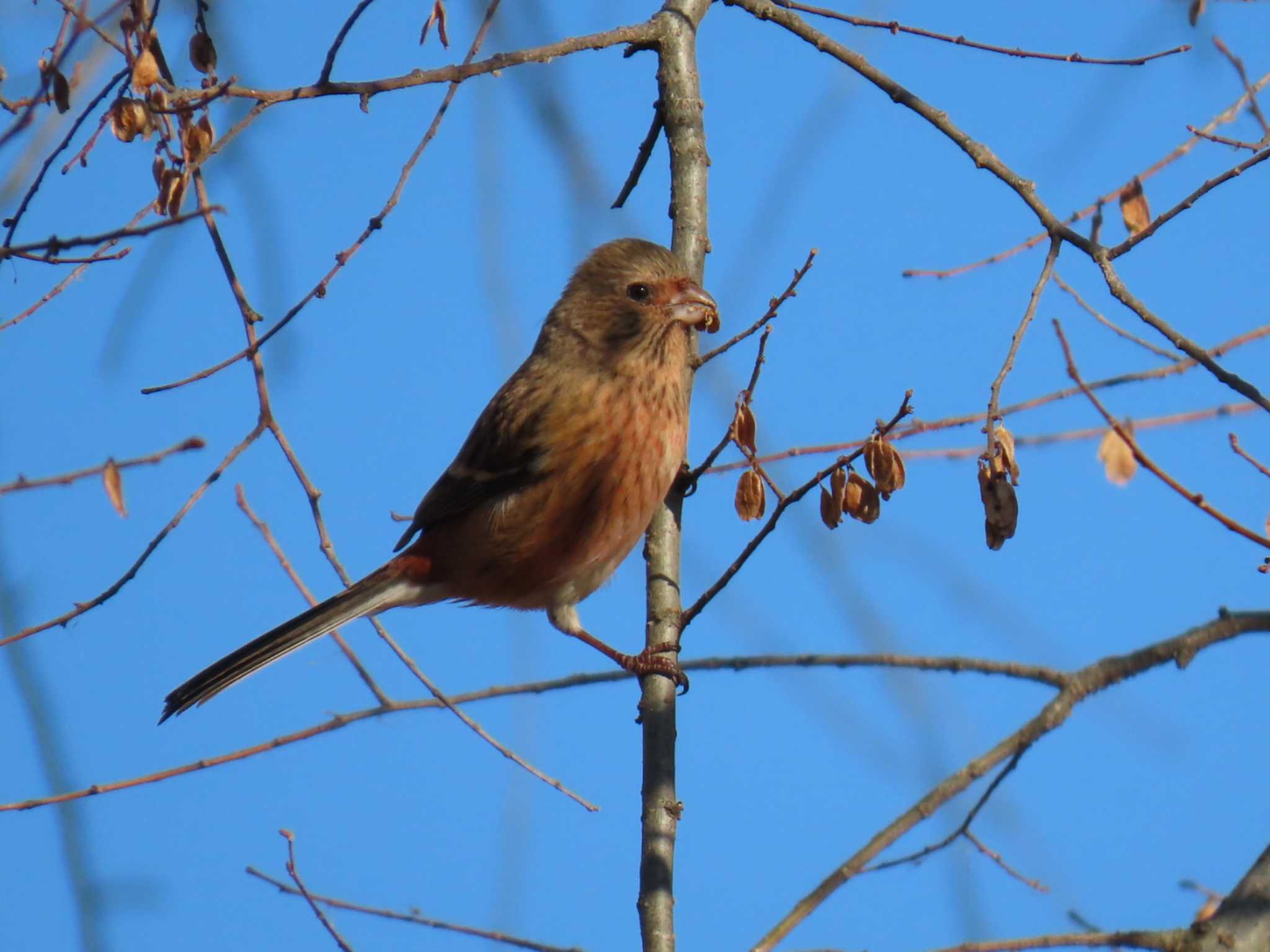 Siberian Long-tailed Rosefinch