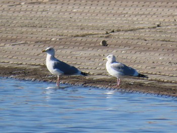 Vega Gull Watarase Yusuichi (Wetland) Fri, 1/5/2024