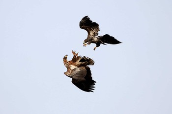 White-tailed Eagle 花咲港(根室) Sun, 11/25/2018