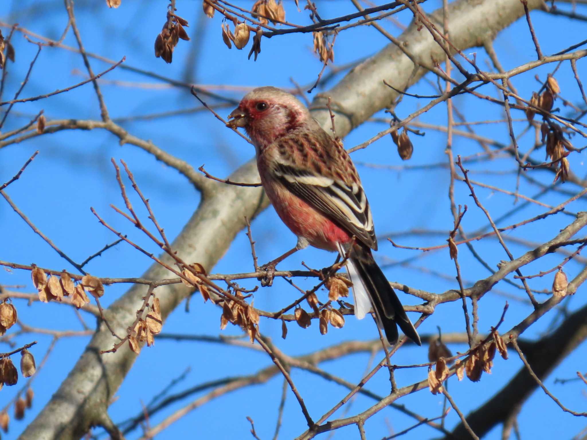 Siberian Long-tailed Rosefinch