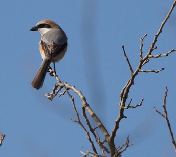 Bull-headed Shrike Unknown Spots Sun, 3/31/2024