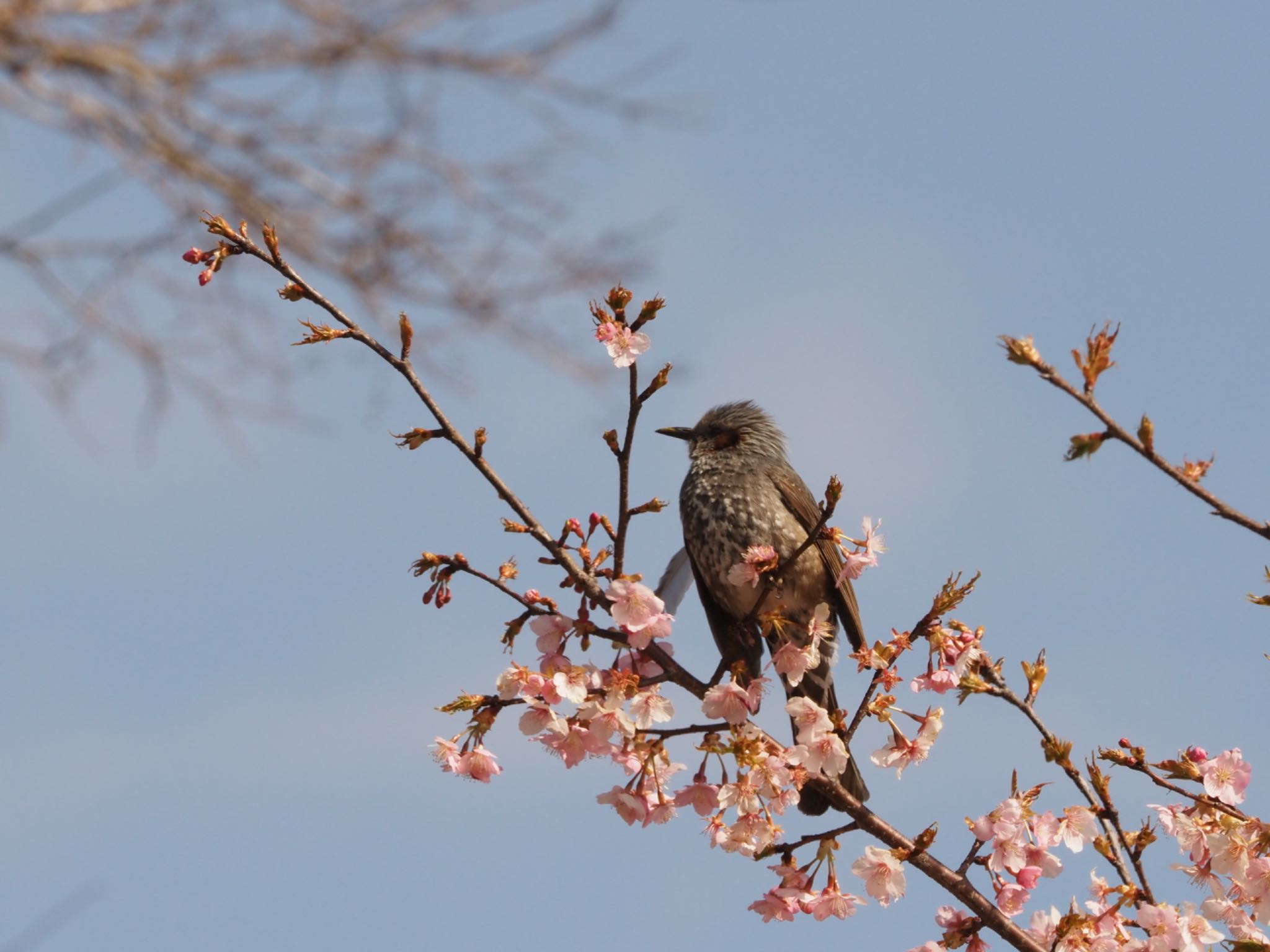 Photo of King Bird-of-paradise at  by ヒトリスキ“h1toriski”