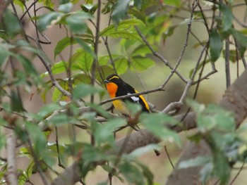 キビタキ 厚木七沢森林公園 2024年4月6日(土)