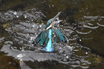 カワセミ 石神井川 2024年4月5日(金)