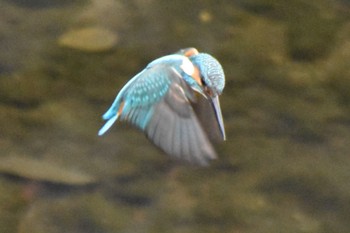 カワセミ 石神井川 2024年4月5日(金)