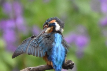 Common Kingfisher 練馬区 Fri, 4/5/2024