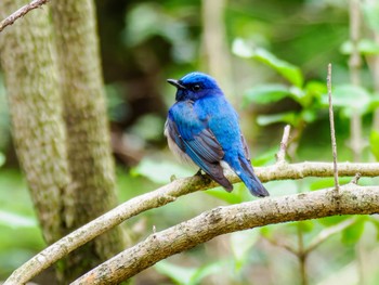 Blue-and-white Flycatcher 南阿蘇ビジターセンター Sat, 4/6/2024