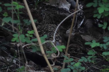 White's Thrush Akigase Park Sat, 4/6/2024