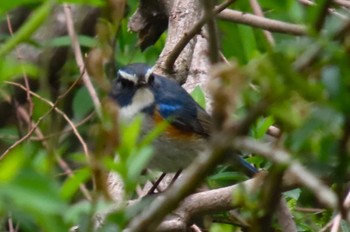 ルリビタキ 秋ヶ瀬公園 2024年4月6日(土)