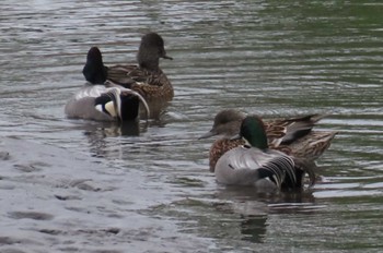 Falcated Duck Akigase Park Sat, 4/6/2024