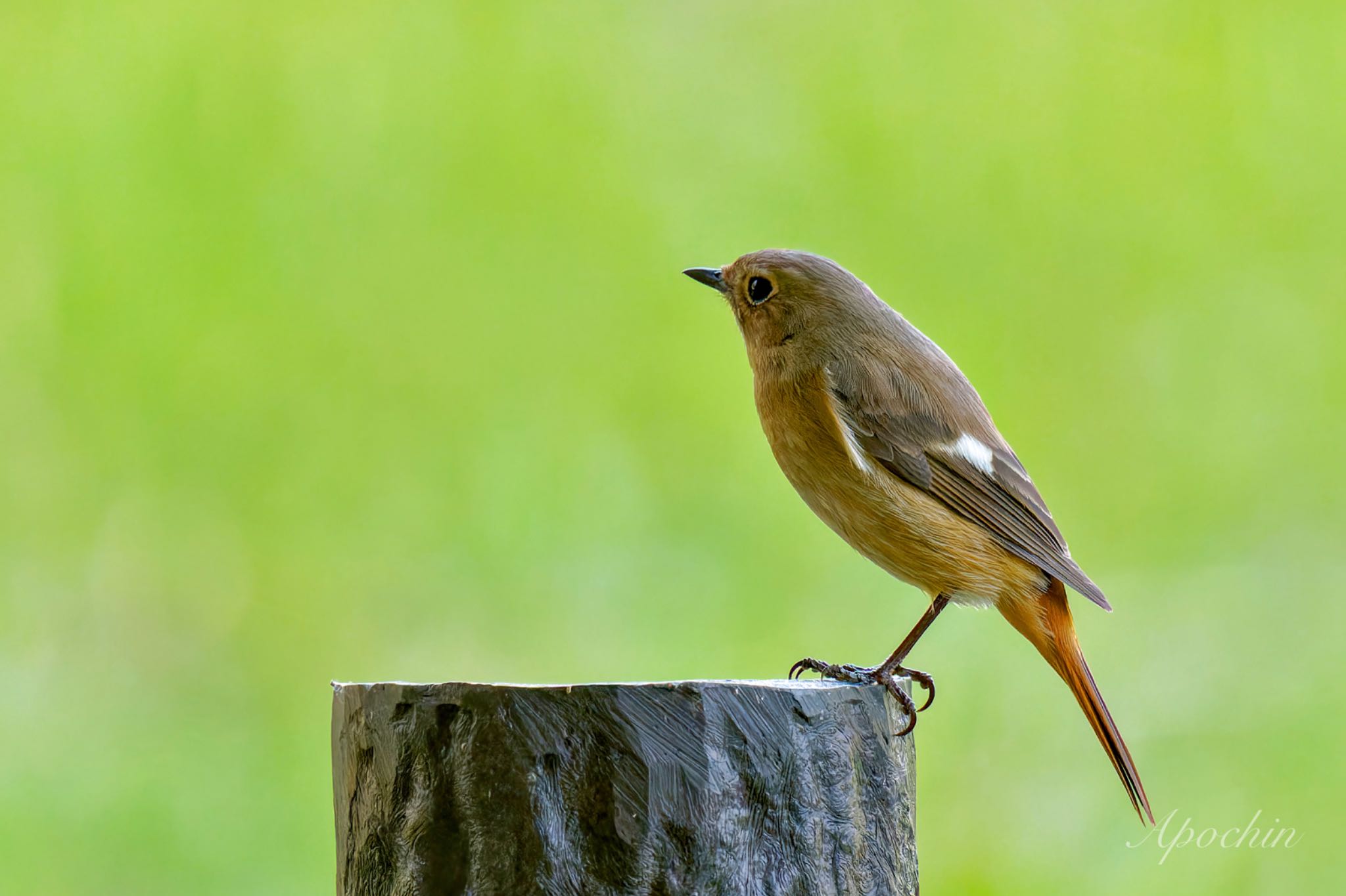 Daurian Redstart