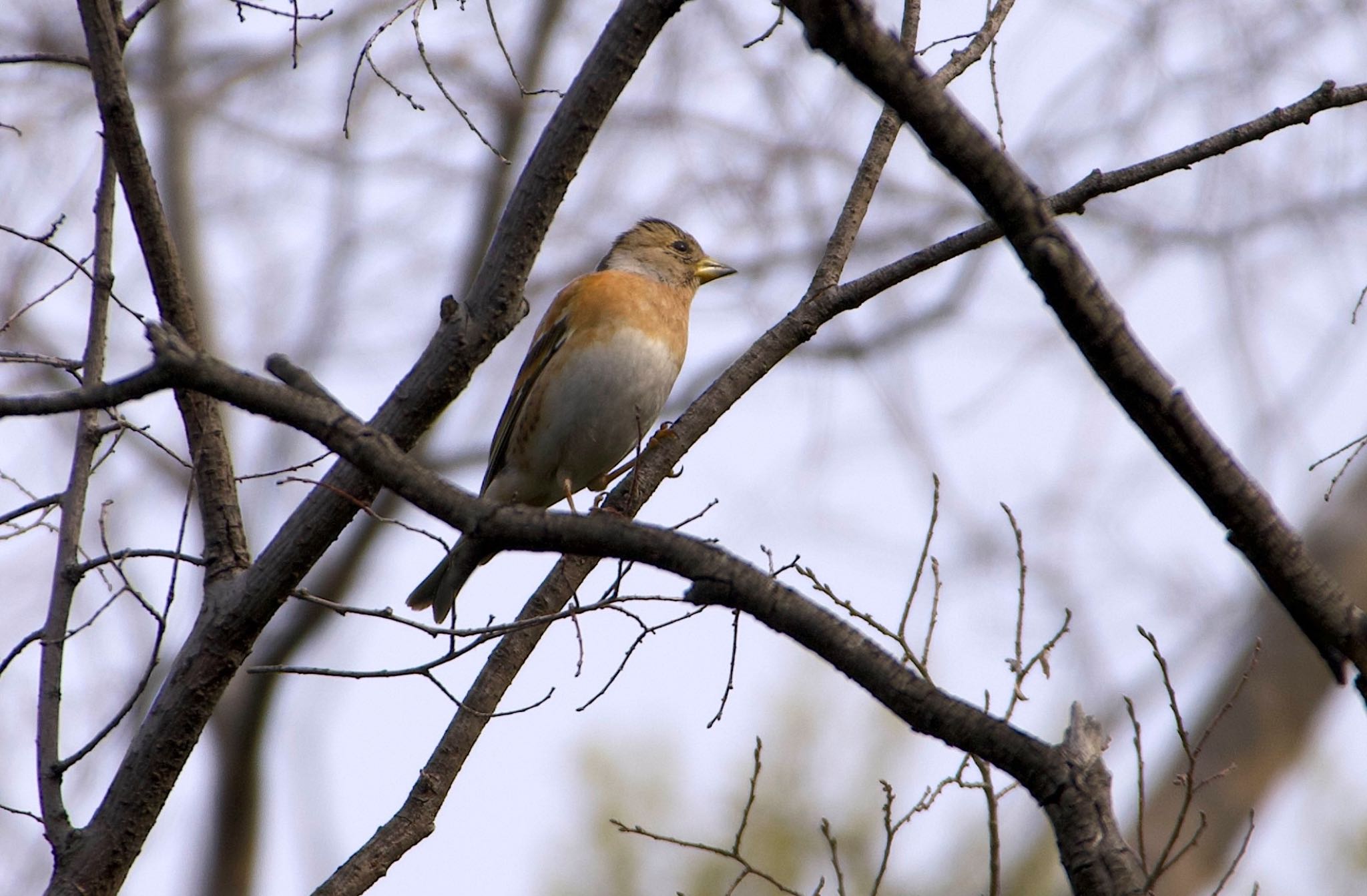 Photo of Brambling at Osaka castle park by アルキュオン