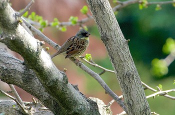 Masked Bunting Osaka castle park Sat, 4/6/2024